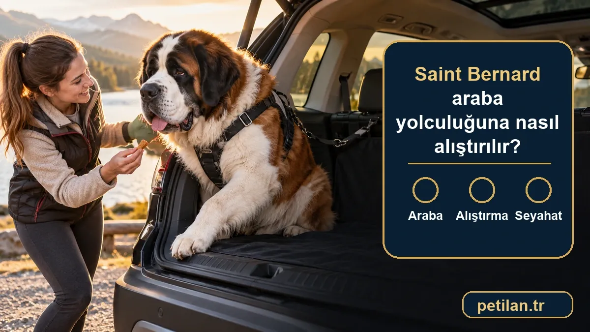 Saint Bernard araba yolculuğuna nasıl alıştırılır?