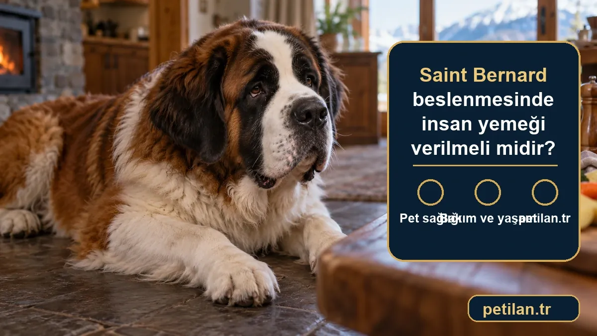 Saint Bernard beslenmesinde insan yemeği verilmeli midir?