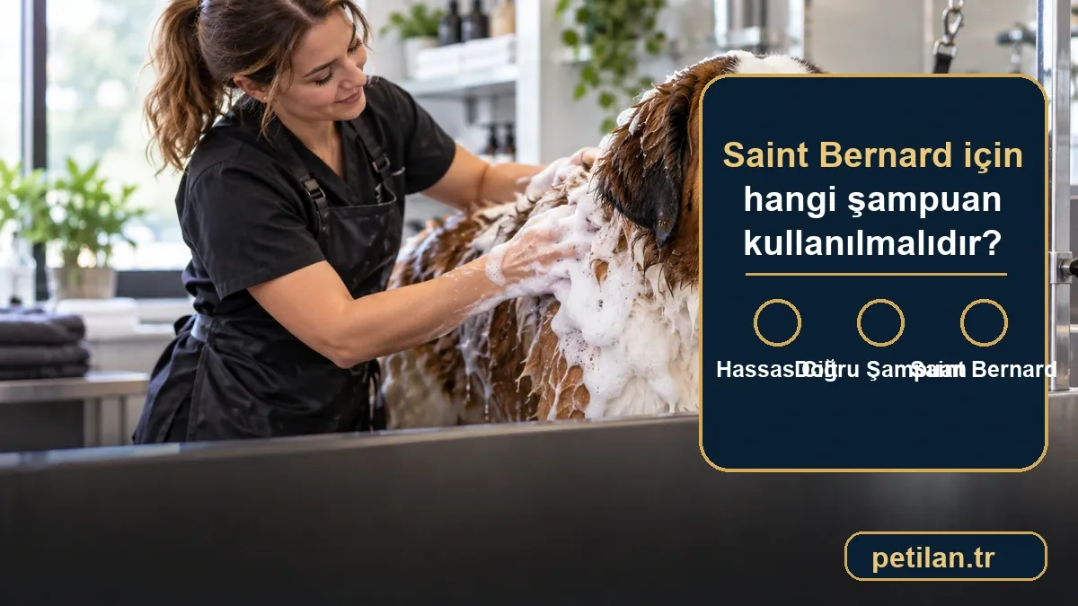 Saint Bernard için hangi şampuan kullanılmalıdır?