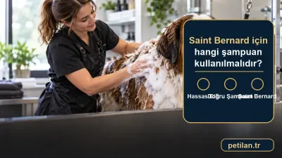 Saint Bernard için hangi şampuan kullanılmalıdır?