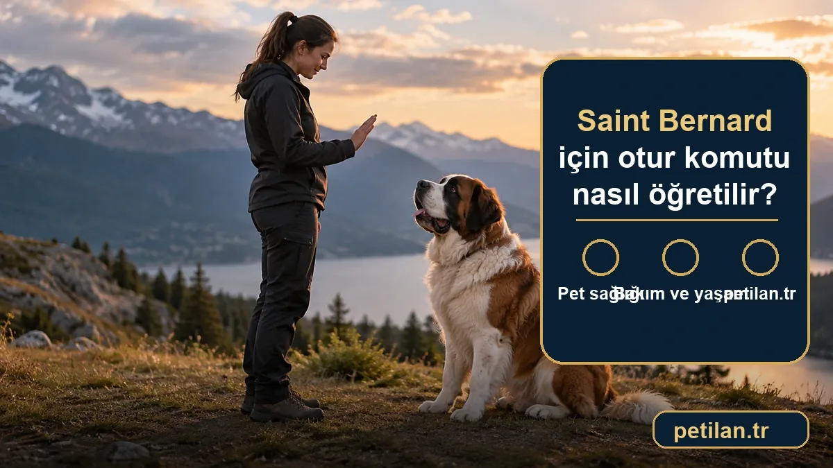 Saint Bernard için otur komutu nasıl öğretilir?