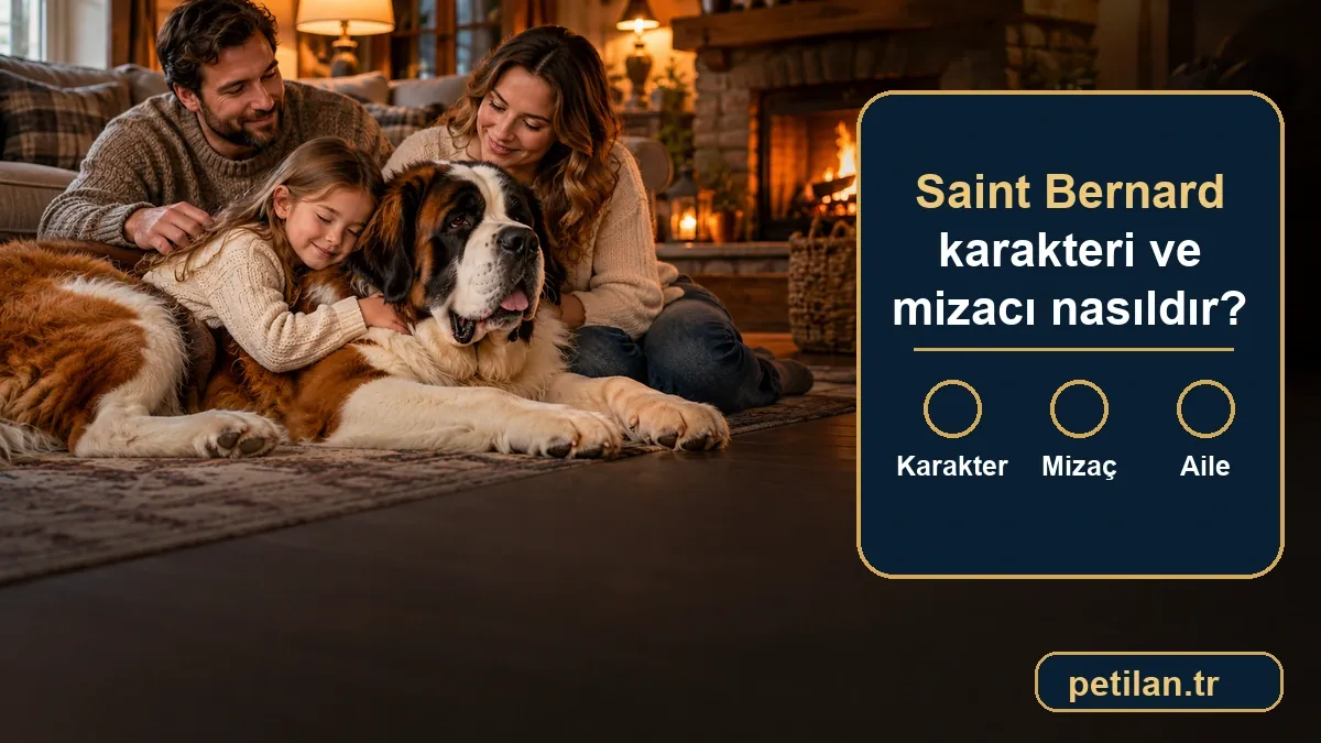 Saint Bernard karakteri ve mizacı nasıldır?