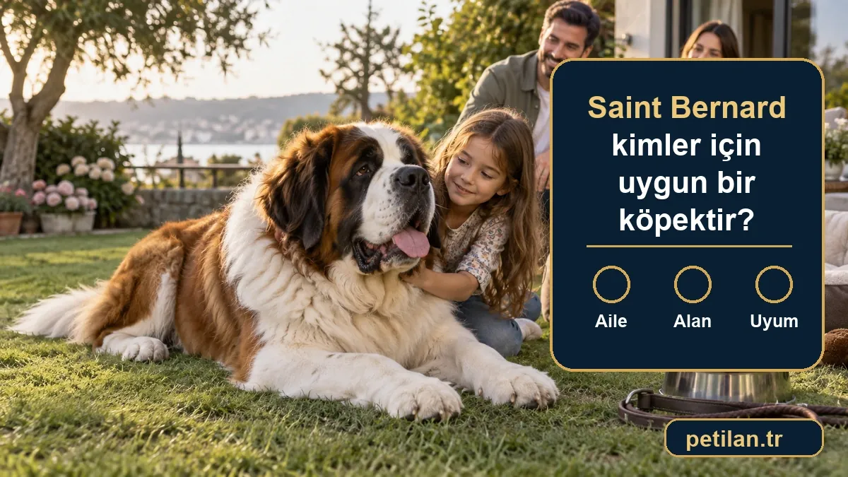 Saint Bernard kimler için uygun bir köpektir?