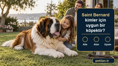 Saint Bernard kimler için uygun bir köpektir?