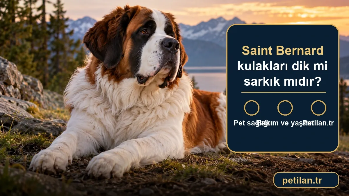 Saint Bernard kulakları dik mi sarkık mıdır?