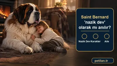Saint Bernard 'nazik dev' olarak mı anılır?