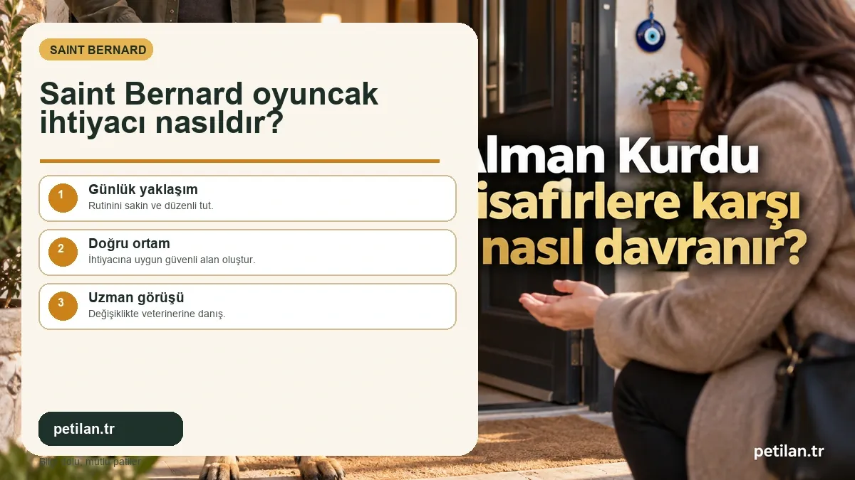 Saint Bernard oyuncak ihtiyacı nasıldır?