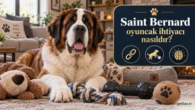 Saint Bernard oyuncak ihtiyacı nasıldır?