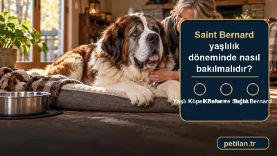 Saint Bernard yaşlılık döneminde nasıl bakılmalıdır?