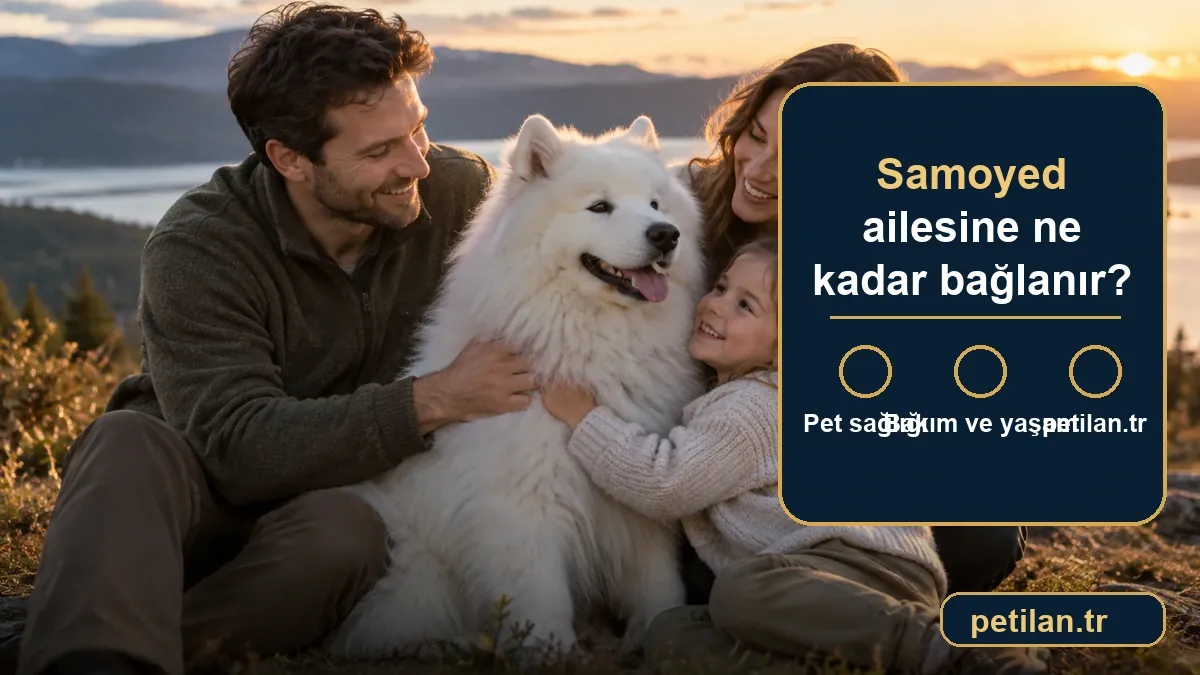 Samoyed ailesine ne kadar bağlanır?