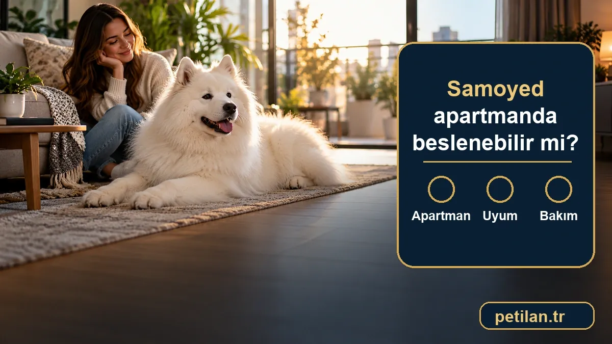 Samoyed apartmanda beslenebilir mi?