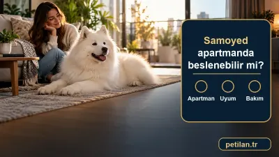 Samoyed apartmanda beslenebilir mi?