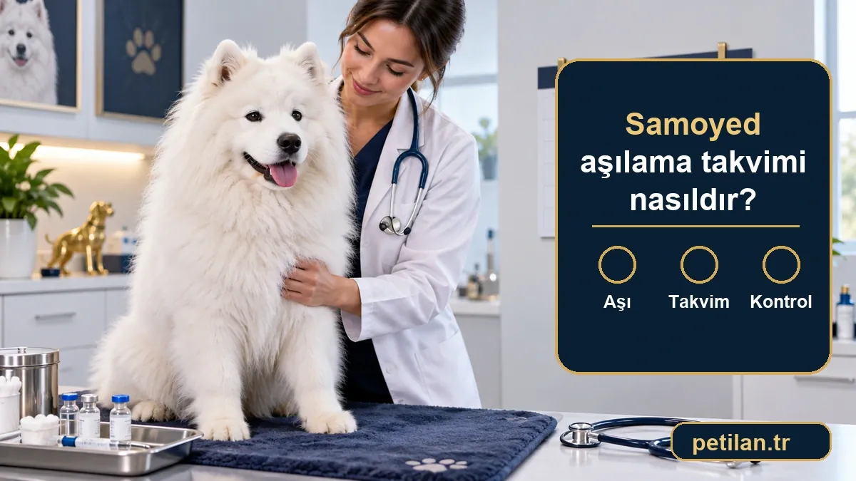 Samoyed aşılama takvimi nasıldır?