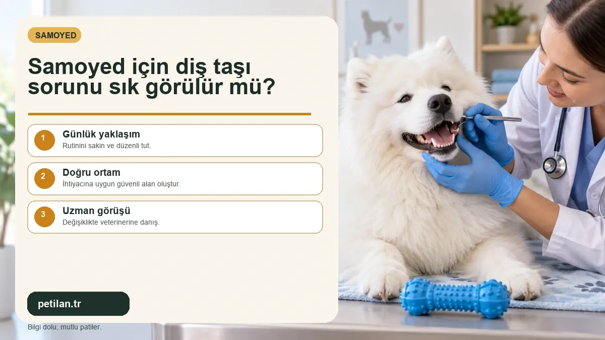 Samoyed için diş taşı sorunu sık görülür mü?