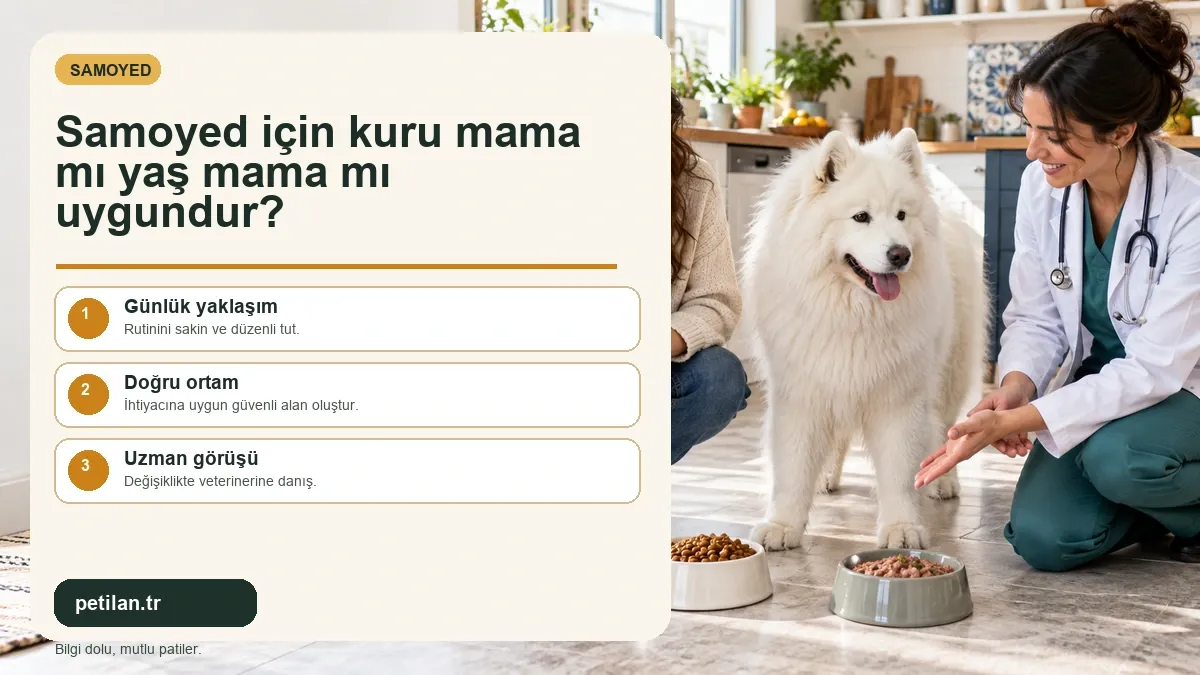 Samoyed için kuru mama mı yaş mama mı uygundur?