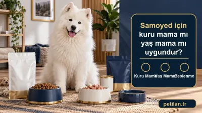 Samoyed için kuru mama mı yaş mama mı uygundur?