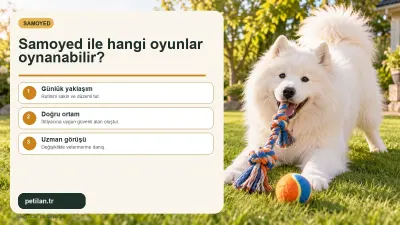 Samoyed ile hangi oyunlar oynanabilir?