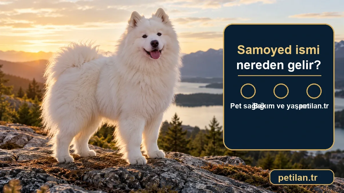 Samoyed ismi nereden gelir?