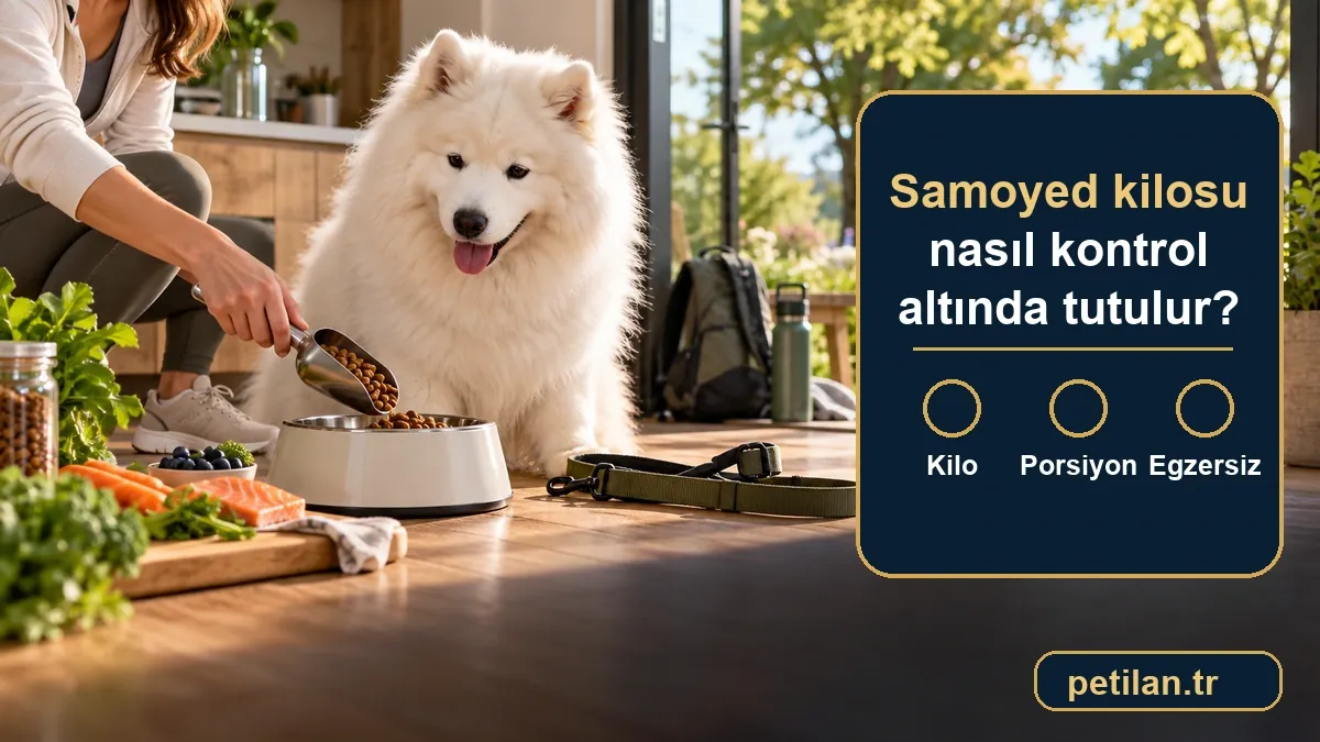 Samoyed kilosu nasıl kontrol altında tutulur?