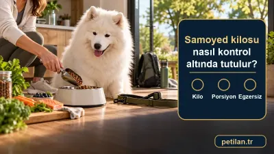 Samoyed kilosu nasıl kontrol altında tutulur?