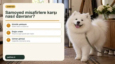 Samoyed misafirlere karşı nasıl davranır?