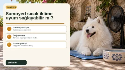 Samoyed sıcak iklime uyum sağlayabilir mi?