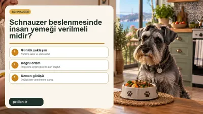 Schnauzer beslenmesinde insan yemeği verilmeli midir?