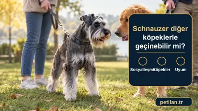 Schnauzer diğer köpeklerle geçinebilir mi?