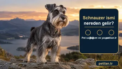 Schnauzer ismi nereden gelir?