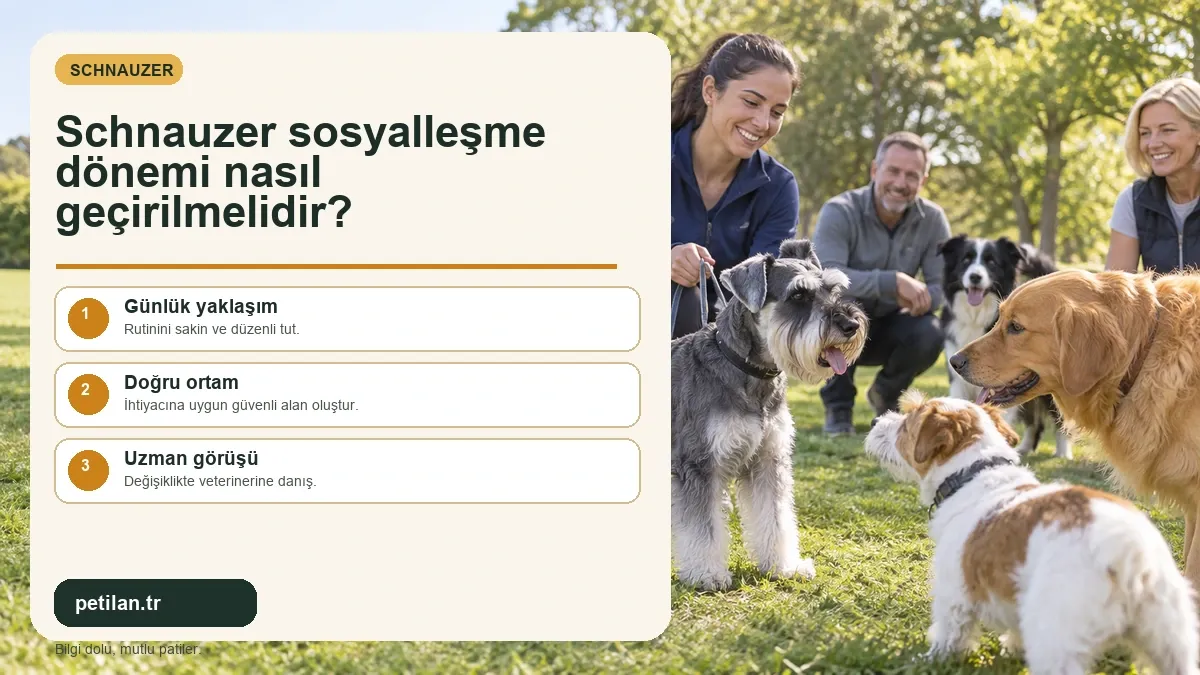 Schnauzer sosyalleşme dönemi nasıl geçirilmelidir?