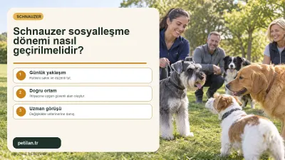 Schnauzer sosyalleşme dönemi nasıl geçirilmelidir?
