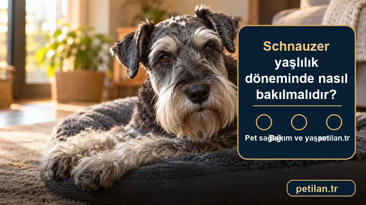 Schnauzer yaşlılık döneminde nasıl bakılmalıdır?