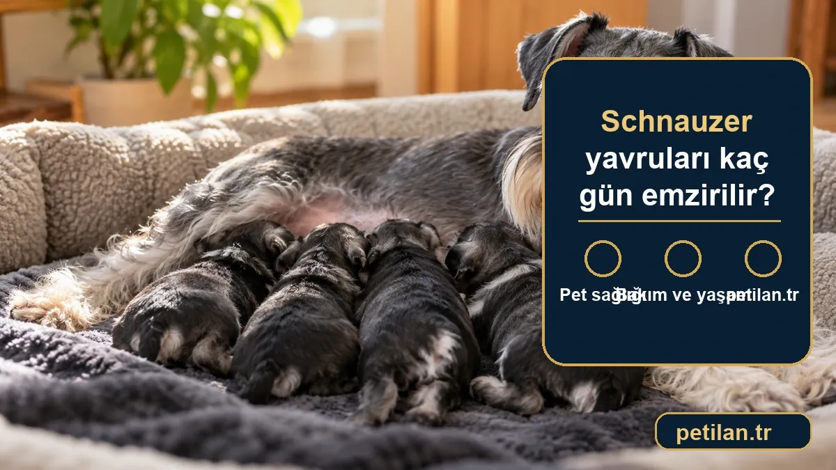 Schnauzer yavruları kaç gün emzirilir?