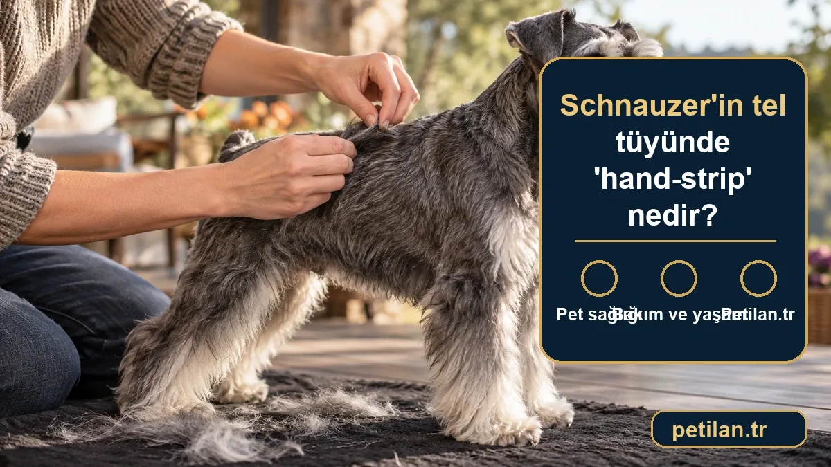 Schnauzer'in tel tüyünde 'hand-strip' nedir?