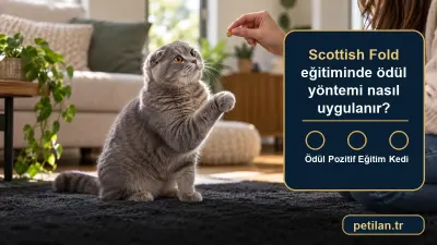 Scottish Fold eğitiminde ödül yöntemi nasıl uygulanır?