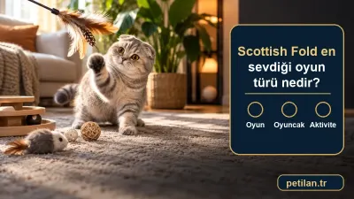 Scottish Fold en sevdiği oyun türü nedir?