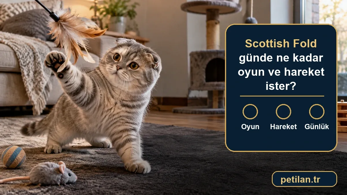 Scottish Fold günde ne kadar oyun ve hareket ister?