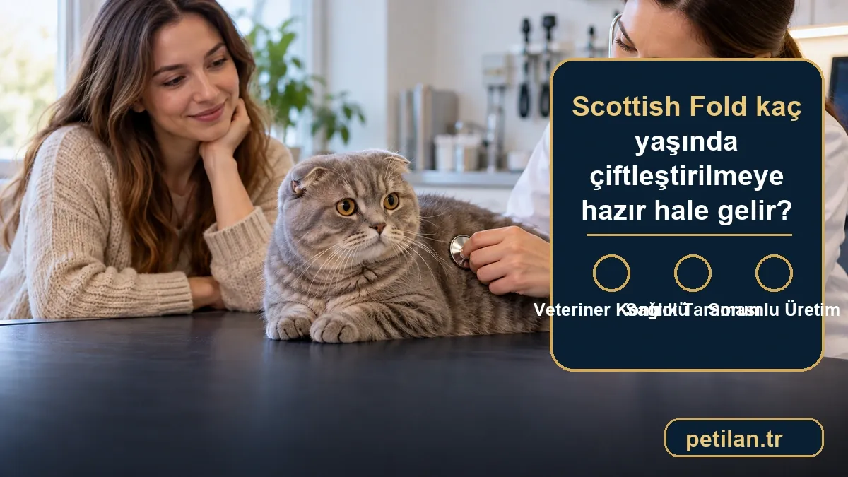 Scottish Fold kaç yaşında çiftleştirilmeye hazır hale gelir?