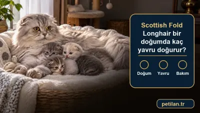 Scottish Fold Longhair bir doğumda kaç yavru doğurur?