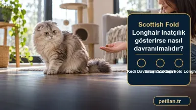 Scottish Fold Longhair inatçılık gösterirse nasıl davranılmalıdır?