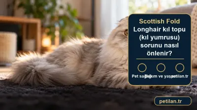 Scottish Fold Longhair kıl topu (kıl yumrusu) sorunu nasıl önlenir?