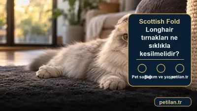 Scottish Fold Longhair tırnakları ne sıklıkla kesilmelidir?