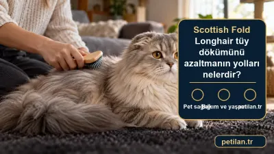 Scottish Fold Longhair tüy dökümünü azaltmanın yolları nelerdir?