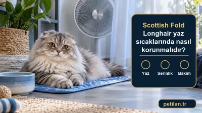 Scottish Fold Longhair yaz sıcaklarında nasıl korunmalıdır?