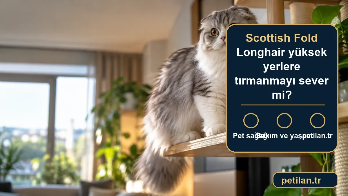 Scottish Fold Longhair yüksek yerlere tırmanmayı sever mi?