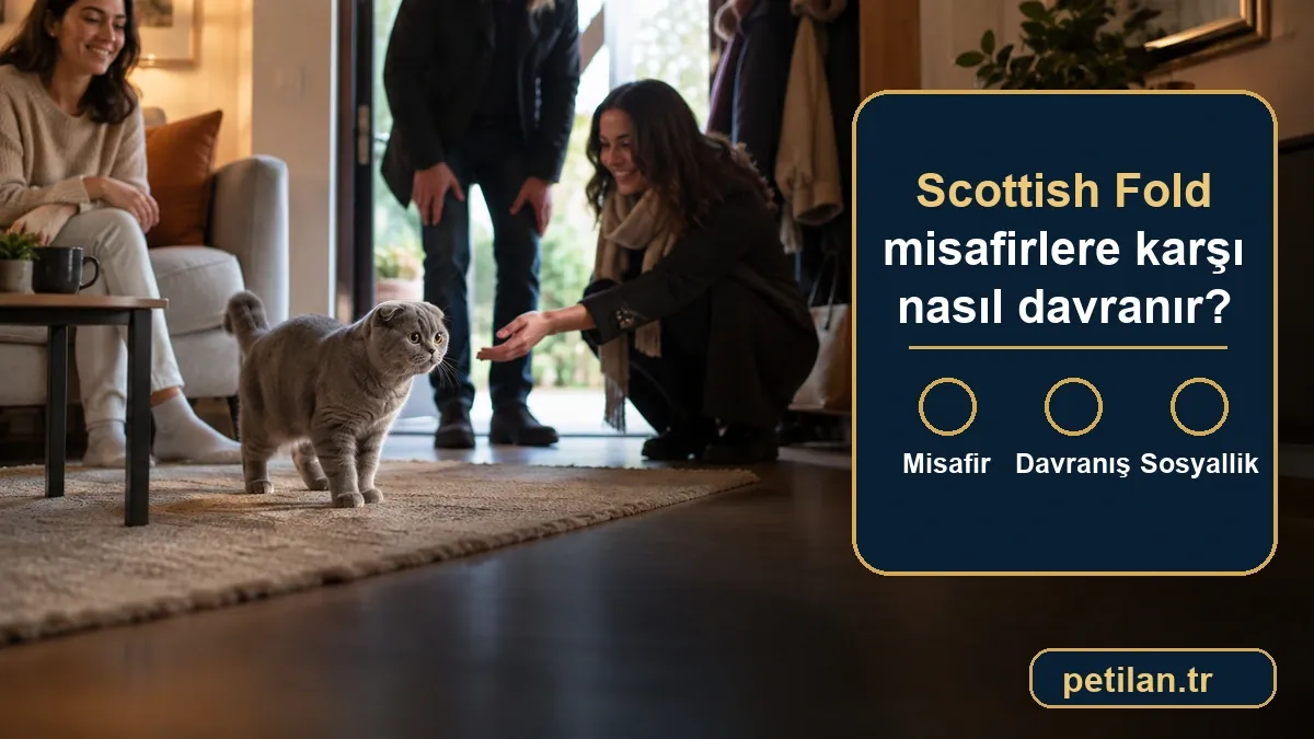 Scottish Fold misafirlere karşı nasıl davranır?