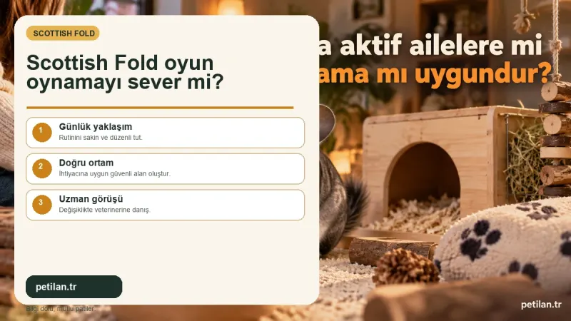 Scottish Fold oyun oynamayı sever mi?