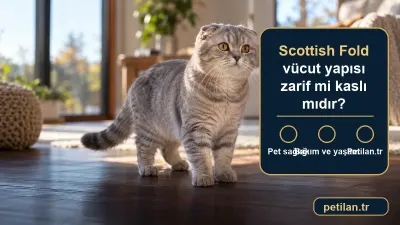 Scottish Fold vücut yapısı zarif mi kaslı mıdır?
