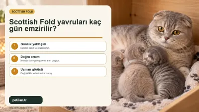 Scottish Fold yavruları kaç gün emzirilir?