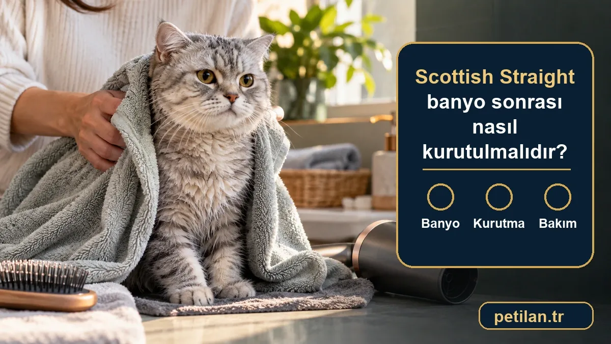 Scottish Straight banyo sonrası nasıl kurutulmalıdır?